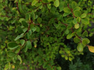 green leaves background