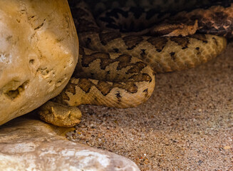 Horned Viper, Long-nosed Viper or Common Sand Adder (Vipera ammodytes)