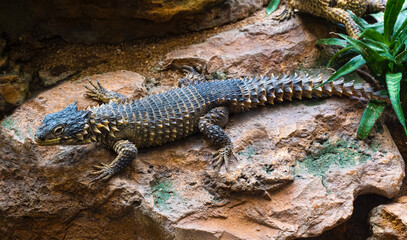 Giant Girdled Lizard, Cordylus giganteus, South Africa.