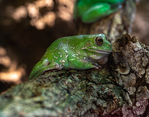 American Green Tree Frog, Hyla Cinerea, perched on a branch, against a soft green background.