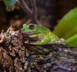 American Green Tree Frog, Hyla Cinerea, perched on a branch, against a soft green background.