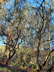 trees in autumn