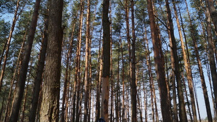 Fototapeta na wymiar роща сосновых деревьев на фоне голубого неба