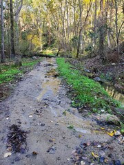 path in the woods