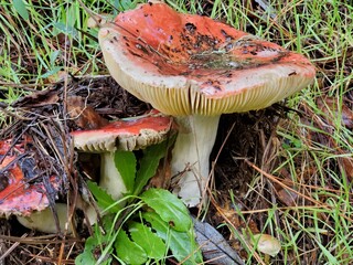 red mushroom in the forest