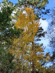 autumn trees in the park