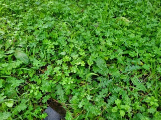 background of green plants 