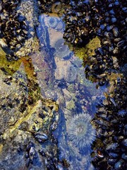Shells and sea anemone 