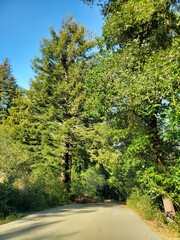 road in the woods