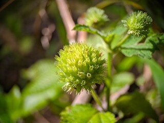 close up of a plant