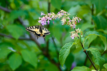 Swallowtail butterfly (Papilio machaon) sitting on lilac blossoms