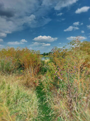 Obraz premium Looking to Elbe river through dense vegetation