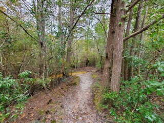 path in the forest