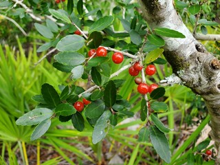 Fototapeta premium red currant bush