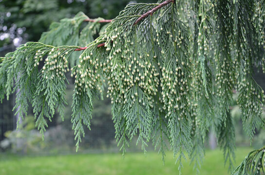 Weeping conifer Leonora (Ellie) Enking tree branches with green fruits-cones . Landscaping concept.