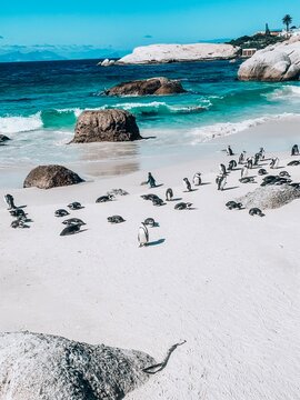 Bolder Beach Penguins