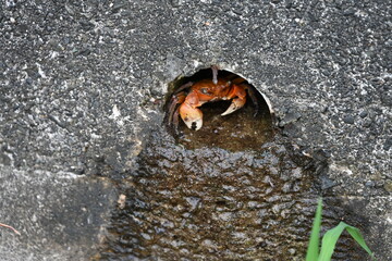 赤いカニの住処をみつけた