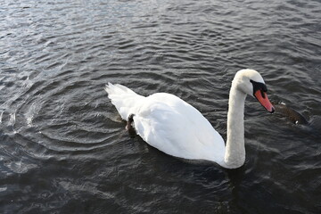 白い白鳥が足をばたつかせて湖面を泳いでいる