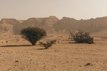 bushes in the Tuwaiq mountains desert