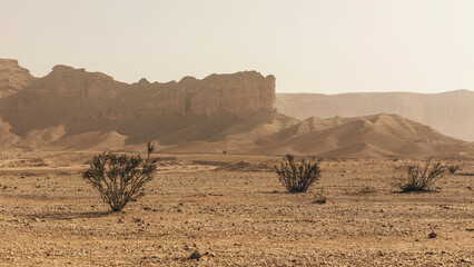 bushes in the Tuwaiq mountains desert © iiMOHAMMEDii