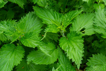 Urtica,nettles or stinging nettles German name is Brennnesseln for medical and Tea