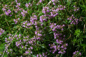 Blossoming fragrant Thymus serpyllum, Breckland wild thyme, creeping thyme, or elfin thyme...