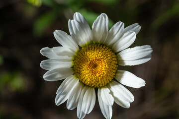 Obraz premium close up photo of Oxeye Daisy, Leucanthemum vulgare, also called giant daisy flower