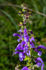 Salvia pratensis sage flowers in bloom, flowering blue violet purple mmeadow clary plants, green grass leaves
