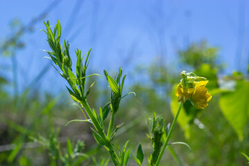 A Lathyrus pratensis flower of the meadow growing on the summer meadow