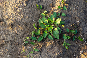 Convolvulus arvensis grows and blooms in the field