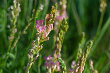 Onobrychis viciifolia inflorescence, common sainfoin with pink flowers, mediterranean nature, Eurasian perennial herbs