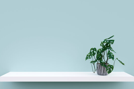 3d rendered illustration of indoor plant on a white shelf.