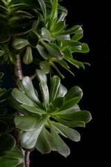 Close up of succulent plants