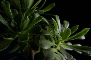 Close up of succulent plants