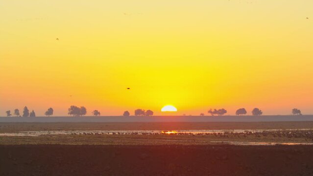 Sunrise over flooded farmland field filled with birds, Central Valley California