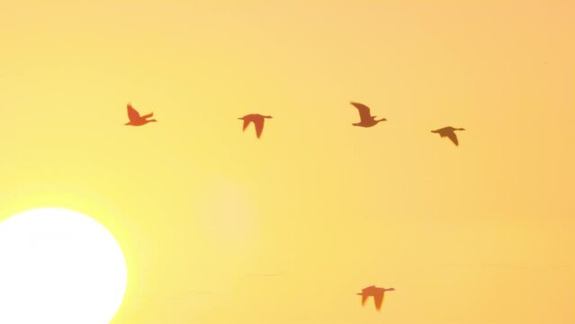 Flock of ducks fly past the setting sun in silhouette slow motion