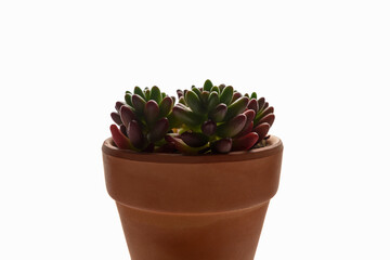 Close up of succulent plants