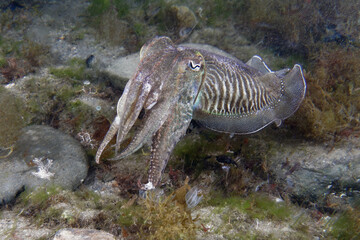 Common cuttlefish (Sepia officinalis) in Mediterranean Sea
