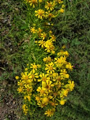 Yellow flowers in grass
