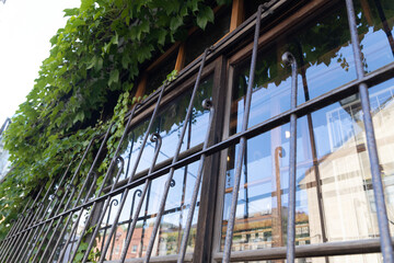 蔦が覆う日本家屋の窓