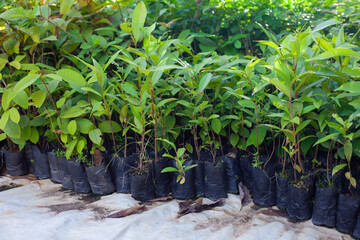 Tree sapling. Agriculture industry. young plant on blur green nature background and sunlight. concept eco earth day