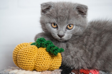 The cat looks straight, a small pumpkin is knitted near it