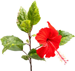 Red hibiscus flower on isolated transparency background.Floral object PSD
