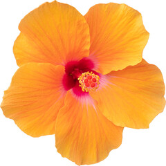 Orange Hibiscus flower isolated transparency background.Floral object.