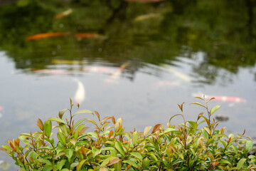 Obraz na płótnie Canvas 好古園の新緑の緑と池を優雅に泳ぐ錦鯉