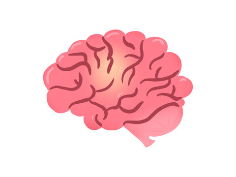 Dessin d'un cerveau, fond transparent