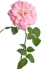 Pink rose flowers transparency background.Floral object.