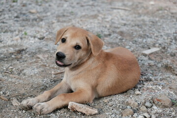 a puppy is sitting down on the ground