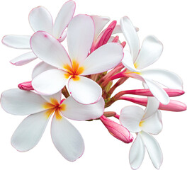 White-pink bouquet plumeria flowers transparency background.Floral object
