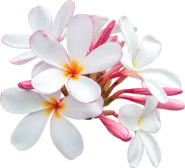 Tuinposter White-pink bouquet plumeria flowers transparency background.Floral object © NOPPHACHAI